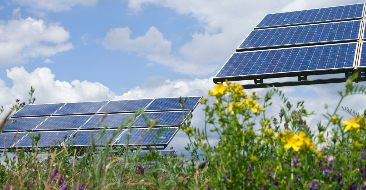 zon op land ecologie